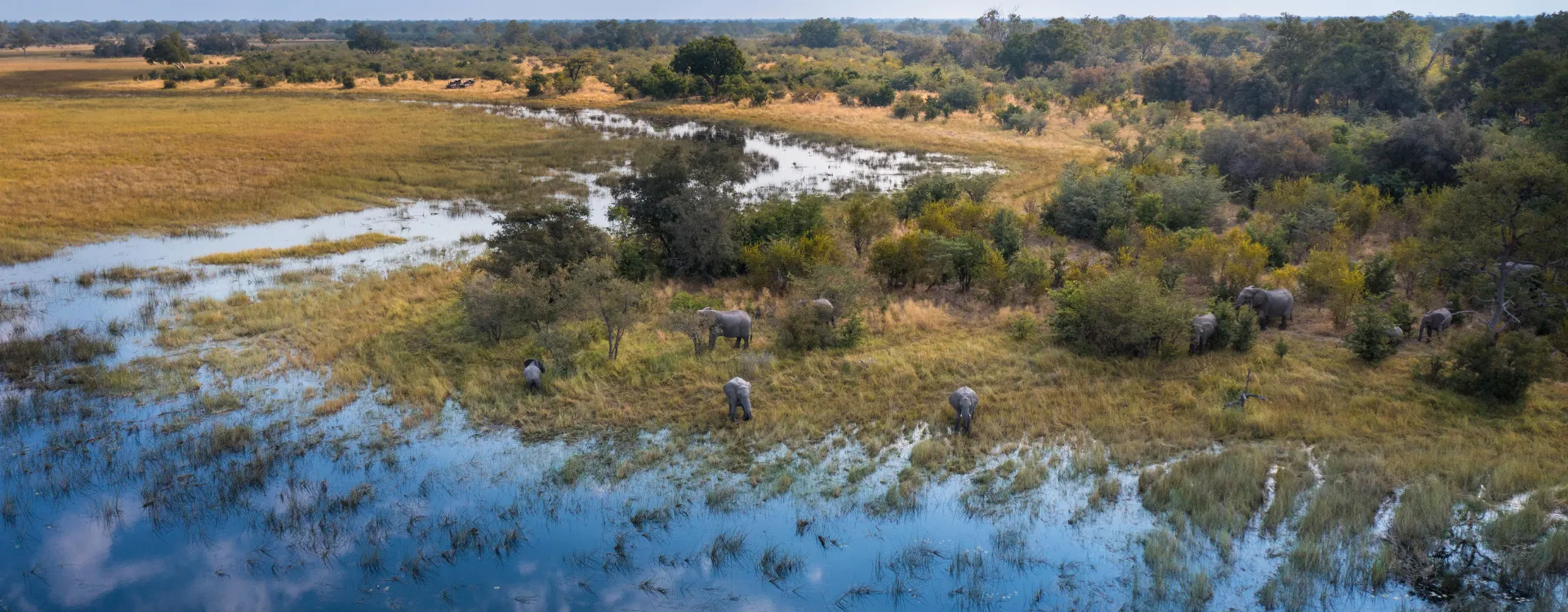 Elephants in the Okavango Delta, Luxury safaris to Botswana