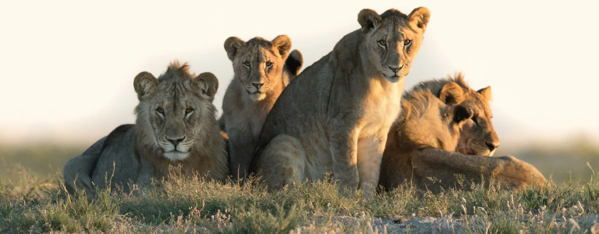 Pack of cute lions at sunset, luxury safaris in Botswana