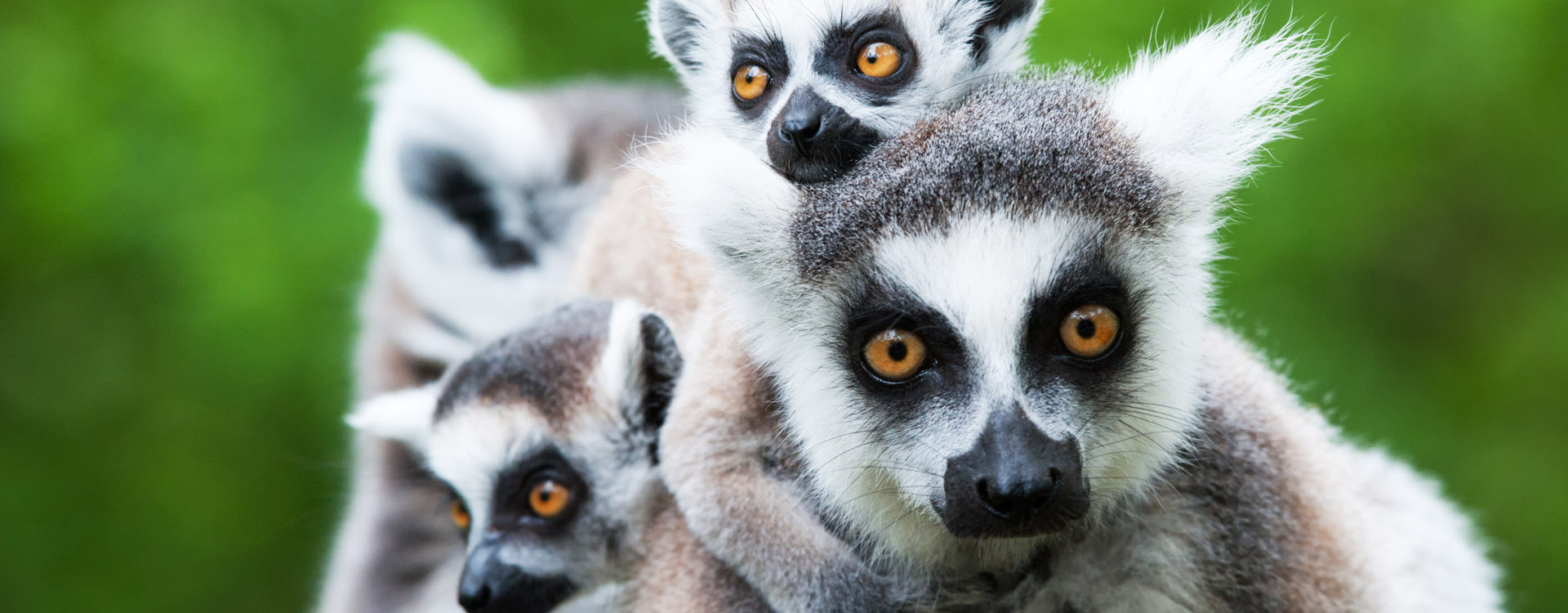 Close up of a ring tailed lemur and her babes in Madagascar