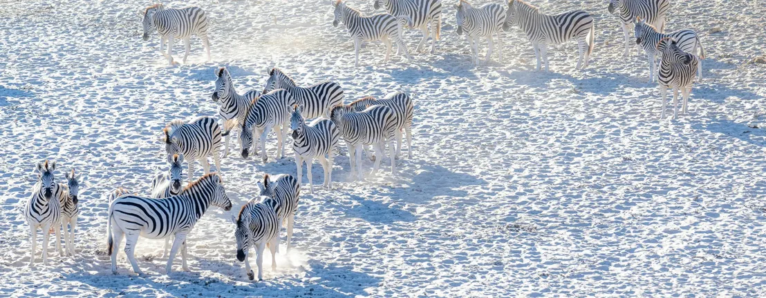 Zebras at the Makgadikgadi pans, luxury holidays in Botswana