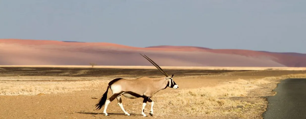 Oryx walking through Sossusvlei Namibia