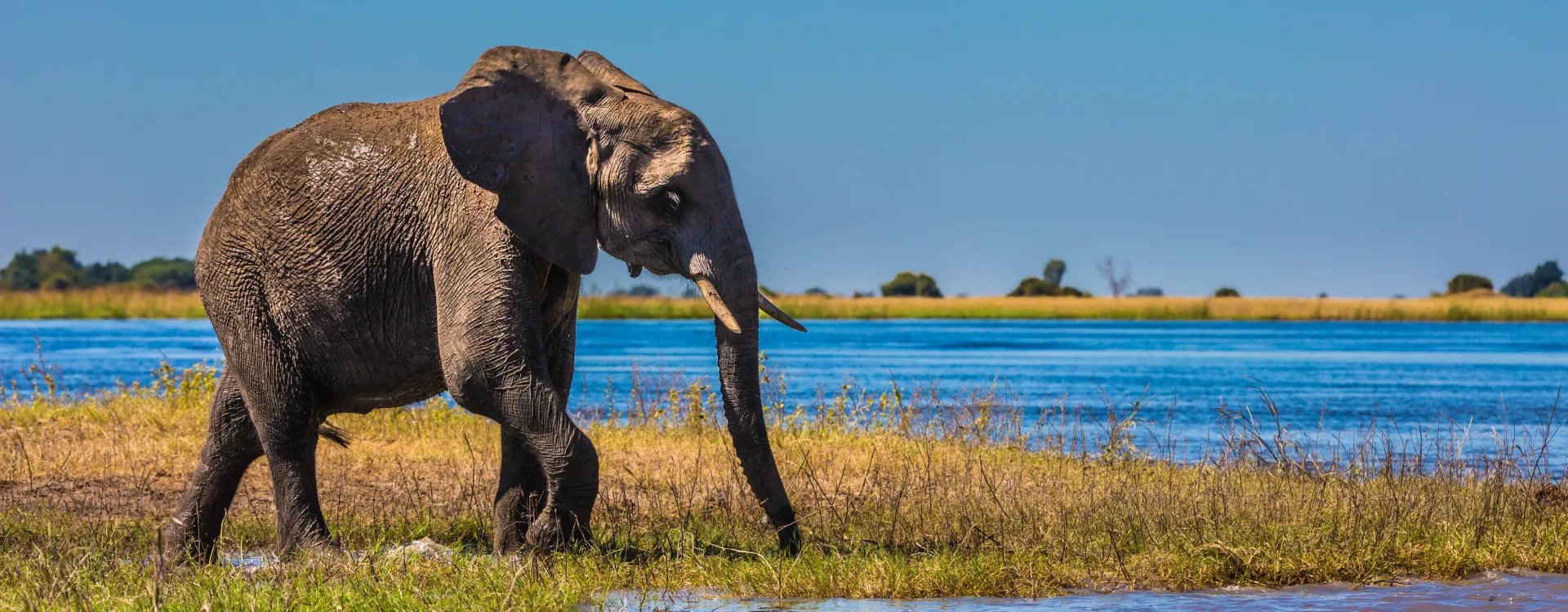 Okavango Delta safari
