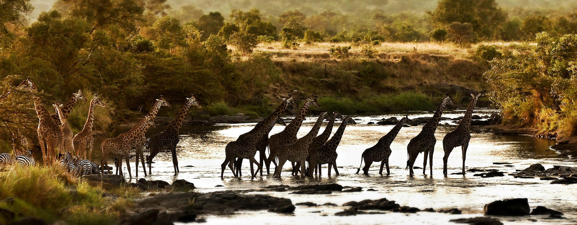 Giraffes crossing the Mara River at Serian The Original